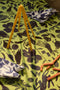 CERAMIC PRINT TABLECLOTH SPRING EDITION